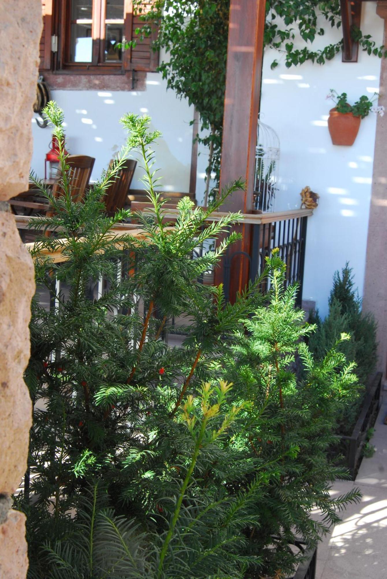 Aliye Hanim Hotel Ayvalı 외부 사진